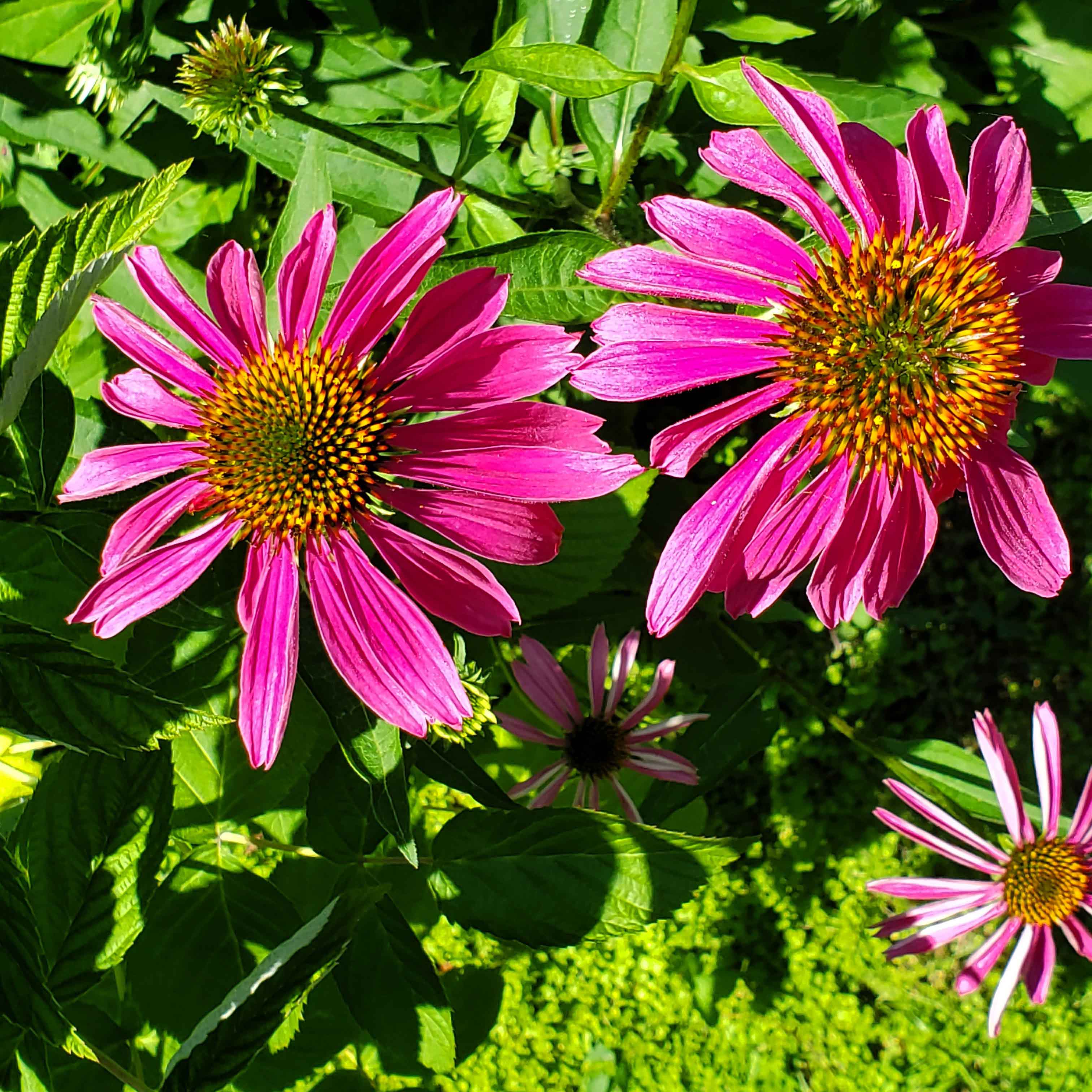fleurs d'échinacées