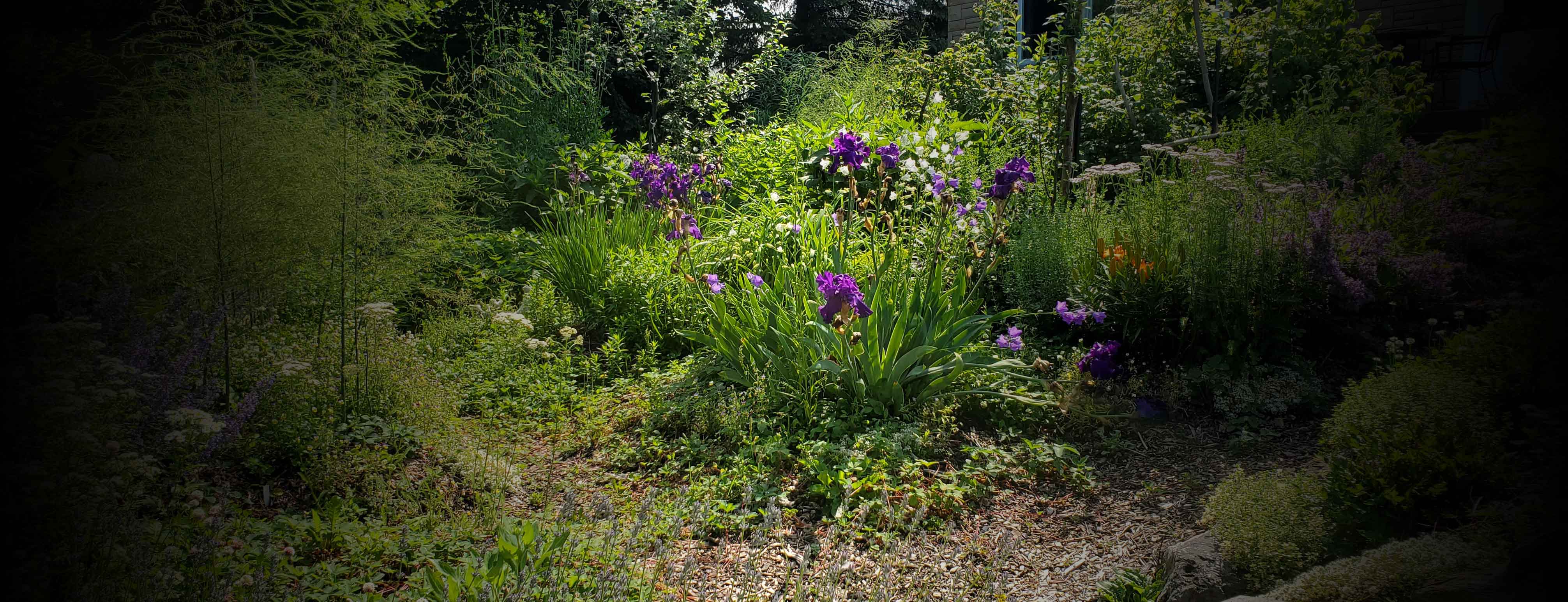 Forêt nourricière