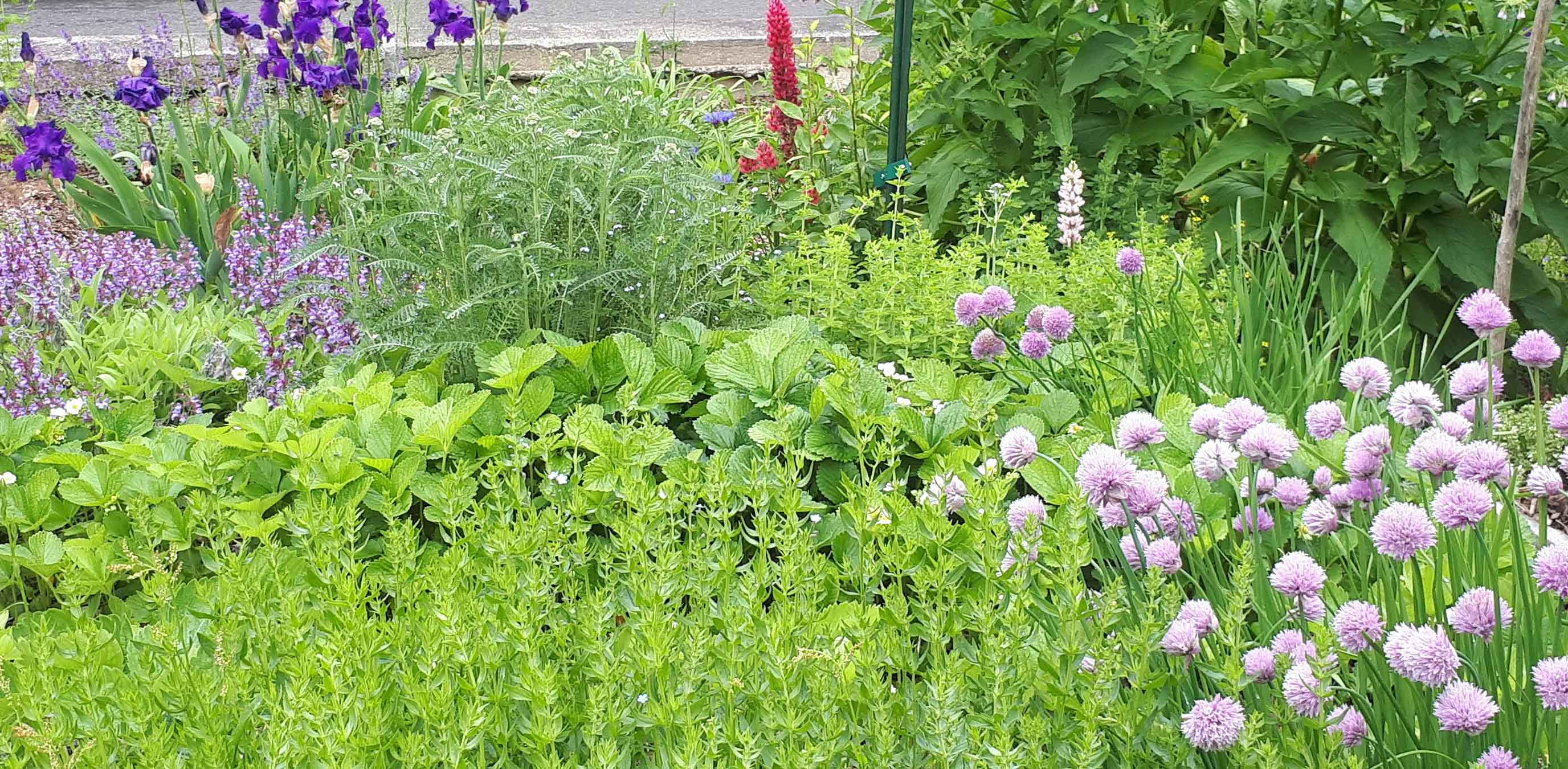 plantes-comestibles-et-ornementales plantes comestibles et ornementales